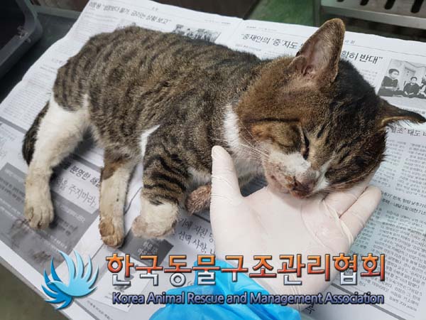 한국동물구조관리협회_411300202500007